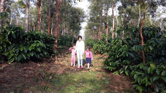 Sakleshpur Coffee Estate